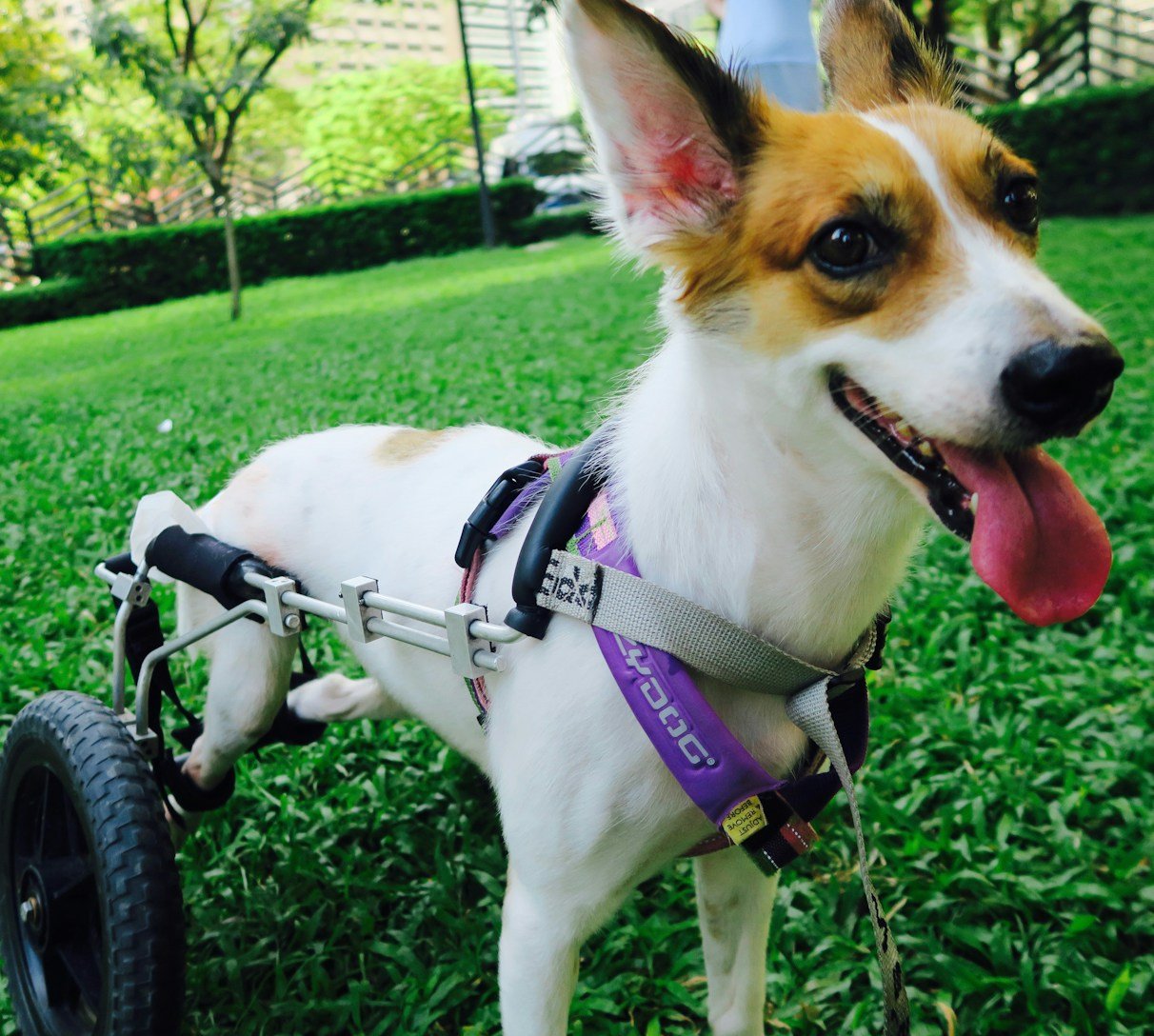 Šuo su judėjimo vežimėliu lauke